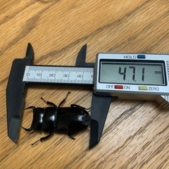 クワガタペア3種盛りの画像
