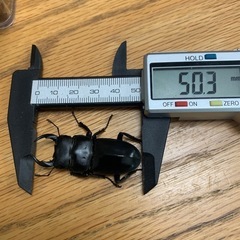 クワガタペア3種盛りの画像