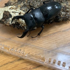 クワガタペア3種盛りの画像