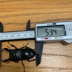クワガタペア3種盛りの画像