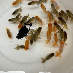 らんちゅう当歳魚、鑑賞用