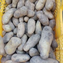 10キロ◆ジャガイモ◆品種メークイン◆乾燥済・無選別【無農薬栽培】