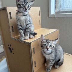 人慣れ抜群！6匹家族募集中！栃木からの募集です - 猫