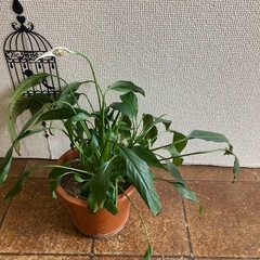 スパティフィラム