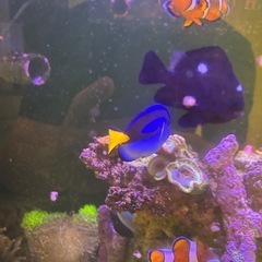 【海水魚、サンゴ】ミツボシクロスズメダイの画像