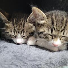 6匹の生後1ヶ月半の子猫の里親を探しています。