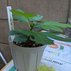 イチジク　ホワイトゼノアの画像