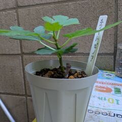 イチジク　ホワイトゼノアの画像
