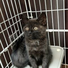 ２カ月！カッコいいおてんば黒縞、ういちゃん♡