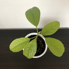 観葉植物　アボカドの画像