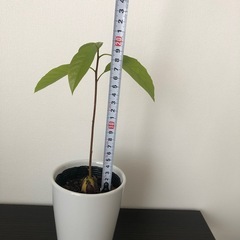 観葉植物　アボカドの画像