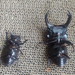 オオクワガタ　マツノ久留米　ペアの画像