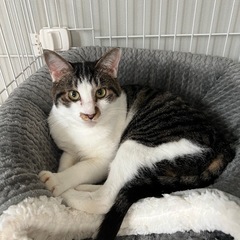 2匹の里親様を探しています