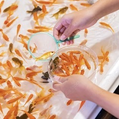 岡山県内のお祭り出店依頼募集中です！生き物色々すくえるお店🏮すく...