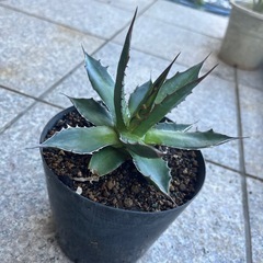 アガベ　ホリダの画像