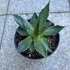 アガベ　ホリダの画像