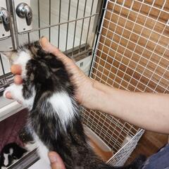 妊婦猫ちゃんから生まれた最初で最後の子猫ちゃん - 猫