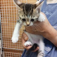 妊婦猫ちゃんから生まれた最初で最後の子猫ちゃん
