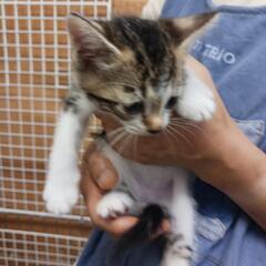 妊婦猫ちゃんから生まれた最初で最後の子猫ちゃん - 尾鷲市