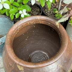 メダカ鉢　蓮鉢　壺の画像
