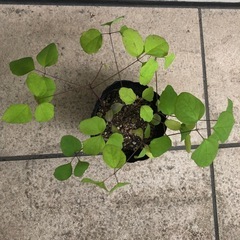 値下げ　あけび苗　6本　の画像