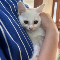 🍀🍃かわいい子猫ちゃん達🌵🌵🌵