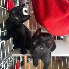 生後2ケ月の子猫です✨