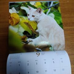 カレンダー　猫の画像