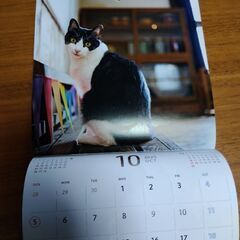 カレンダー　猫の画像
