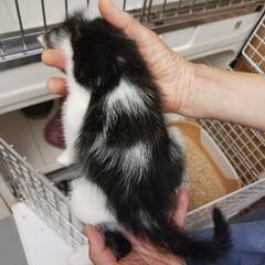 妊婦猫ちゃんの最初で最後の子猫ちゃんです − 三重県