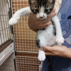 妊婦猫ちゃんの最初で最後の子猫ちゃんです - 尾鷲市