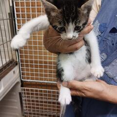 妊婦猫ちゃんの最初で最後の子猫ちゃんです