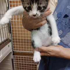 妊婦猫ちゃんの最初で最後の子猫ちゃんです - 猫
