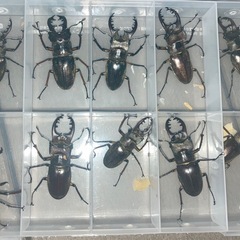【高越めだか】クワガタ メダカ販売 天然温泉御所の郷 
