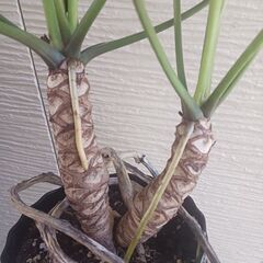 5000円　クッカバラ　7号　枝分かれ　観葉植物　室内グリーン　インテリアグリーンの画像