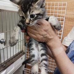 野良猫で男の子だと思っていたら女の子で妊婦猫ちゃんでした