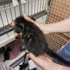 野良猫で男の子だと思っていたら女の子で妊婦猫ちゃんでした - 猫