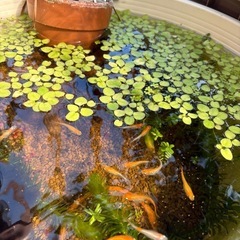 水草セット アナカリス　の画像