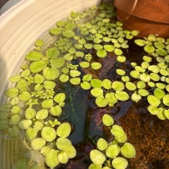 水草セット アナカリス　の画像