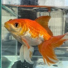 【金魚】ジャンボ獅子頭、コロコロ可愛い
丸手の画像
