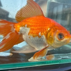【金魚】ジャンボ獅子頭、コロコロ可愛い
丸手の画像