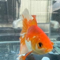 【金魚】ジャンボ獅子頭、コロコロ可愛い
丸手
