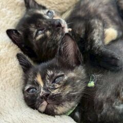 １ヶ月ちょっと、離乳食中のサビちゃんず
