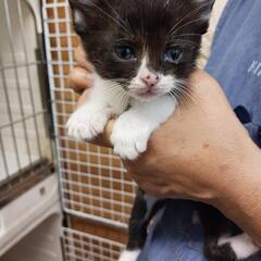 育児放棄された子猫ちゃんです
