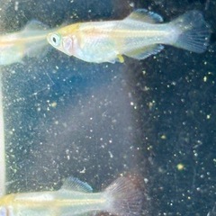 メダカ めだか🐟つぼみ 10匹の画像