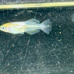 メダカ めだか🐟つぼみ 10匹の画像