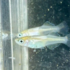 メダカ めだか🐟つぼみ 10匹