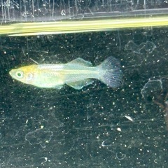 メダカ めだか🐟つぼみ 10匹の画像