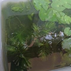 マツモ松藻山盛り　メダカ　金魚　アクアリウムの画像
