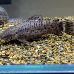 熱帯魚　ヨロイナマズの画像